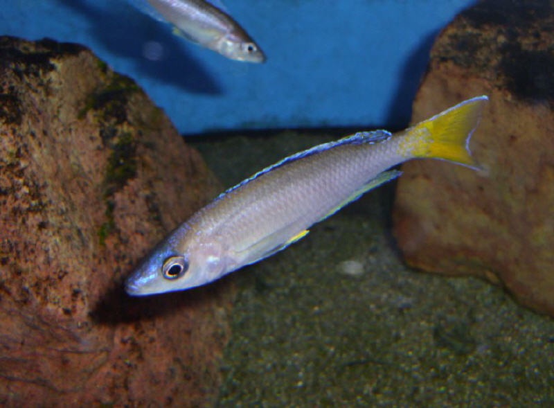 Cyprichromis leptosoma 'Chituta Bay'